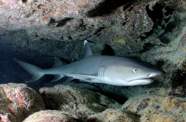 Whitetip Reef