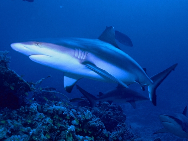 Grey Reef