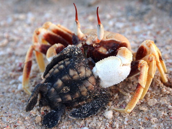 Loggerhead