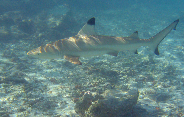 Blacktip Reef